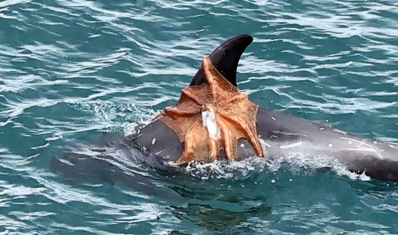 An octopus is on top of the fin and back of a Risso's dolphin